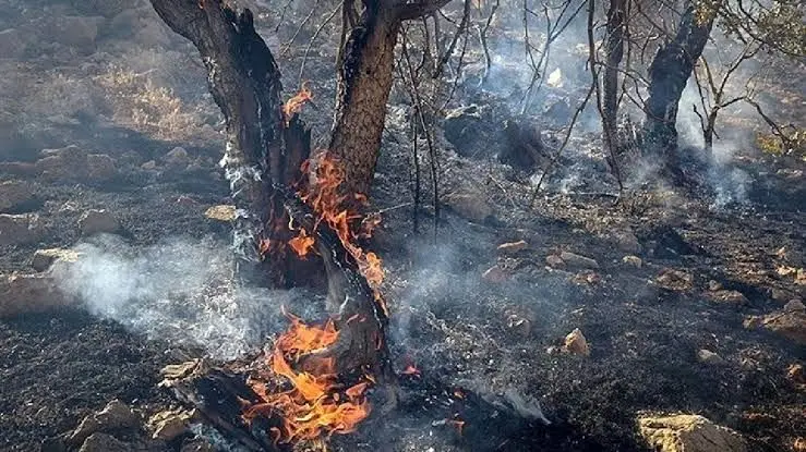 میزان آسیب در آتش‌سوزی جنگل‌های مازندران مشخص شد