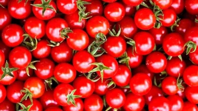 محصول پرمصرف مردم ارزان شد