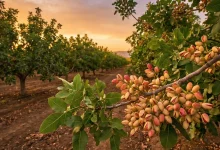 طلای سبز در باغ شما: راهنمای جامع انتخاب پرسودترین ارقام و خرید نهال پسته