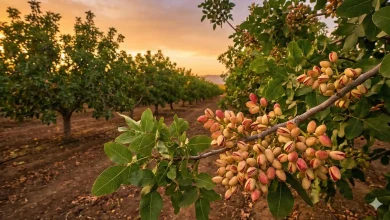 طلای سبز در باغ شما: راهنمای جامع انتخاب پرسودترین ارقام و خرید نهال پسته